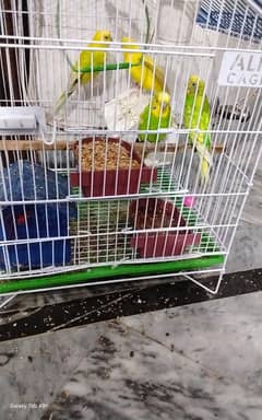 Lovely parrots for sale 4 Australian with mastercage