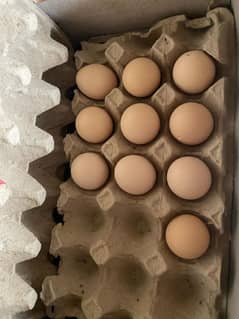 Bantum Eggs for sell