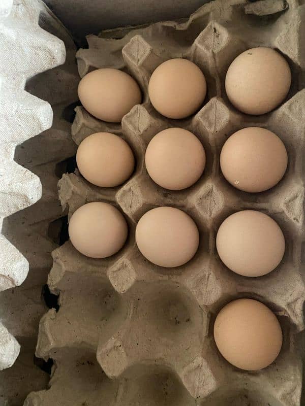 Bantum Eggs for sell 1