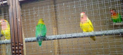 pairs of 2 love birds green and yellow breeding pairs with wood cage