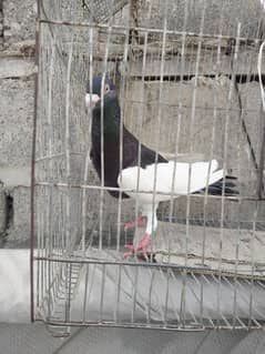 magpie male for sell