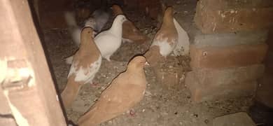 khaal pigeons