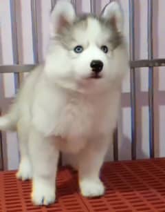 Siberianhusky puppie