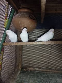 Australian red eye parrots for sale