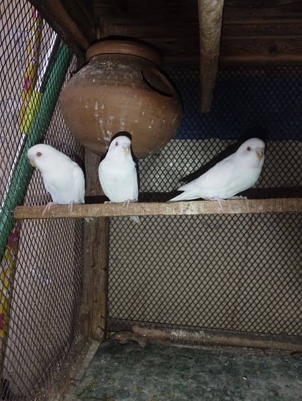 Australian red eye parrots for sale 0