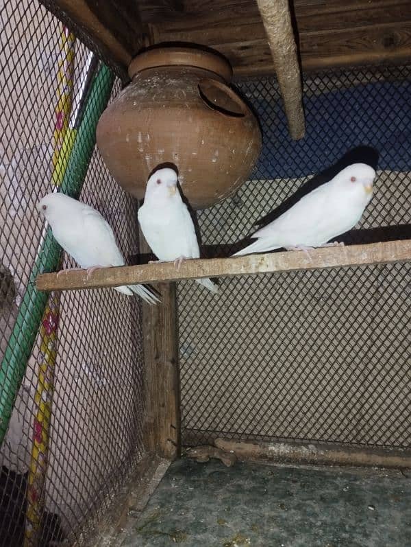 Australian red eye parrots for sale 3