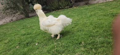 Silkie Female [Hen] [Chicken] [Fancy hen]