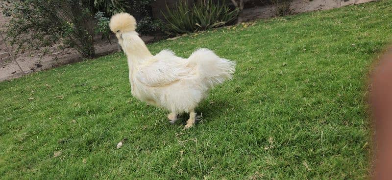 Silkie Female [Hen] [Chicken] [Fancy hen] 0