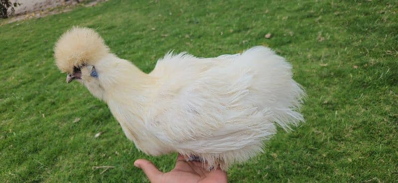 Silkie Female [Hen] [Chicken] [Fancy hen] 1