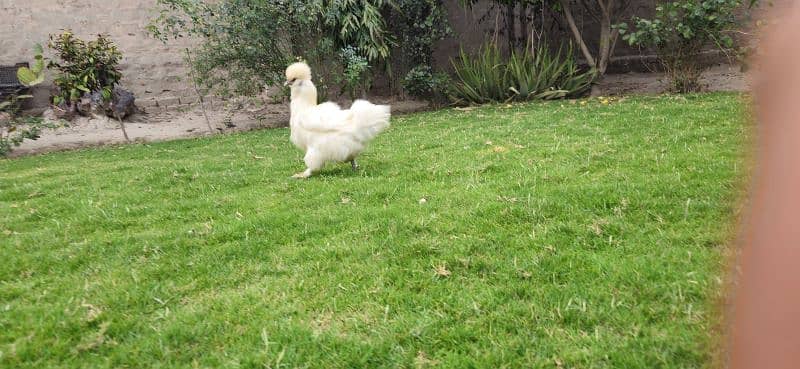 Silkie Female [Hen] [Chicken] [Fancy hen] 2