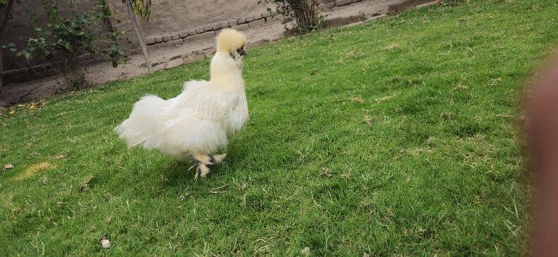 Silkie Female [Hen] [Chicken] [Fancy hen] 7