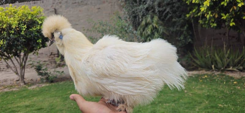 Silkie Female [Hen] [Chicken] [Fancy hen] 9