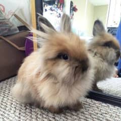 lionhead rabbits male and female pregnant ×2