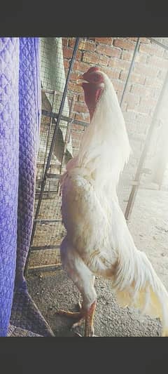 German Shamo / Aseel Shamo / King Shamo / Shamo white lakha for sale