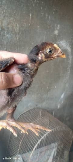 Thai Burmi pakoya ka chicks for sale