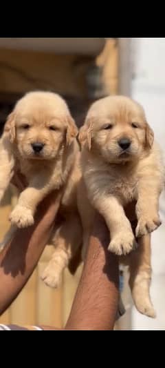 golden Retriever quality male pup available