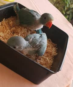 RinGneCk chicks