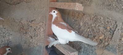 sherazi pigeon kabutar breader pair fol sale nd mukhi mail