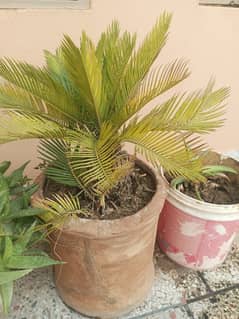 kanghi palm plant