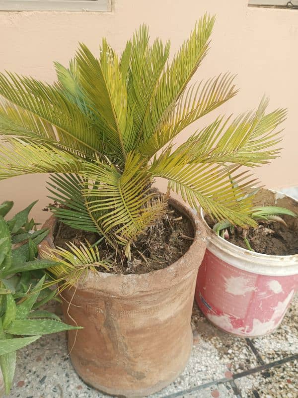 kanghi palm plant 0