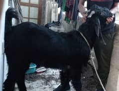 bakra