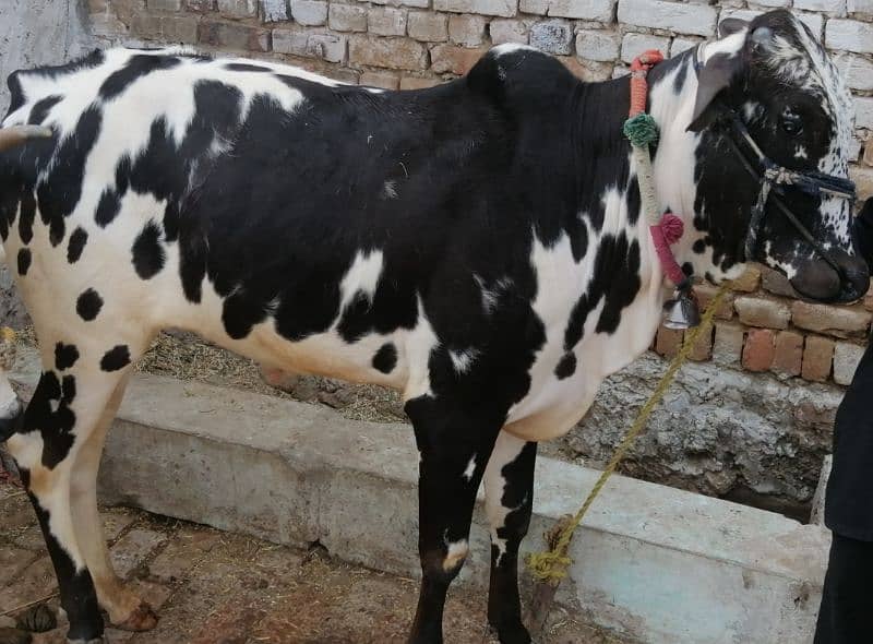 Fateh Jangi Running Bull 4 sale. Contact /WhatsApp 03466101374 1