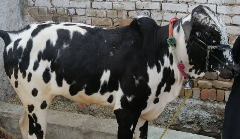 Fateh Jangi Running Bull 4 sale. Contact /WhatsApp 03466101374 2