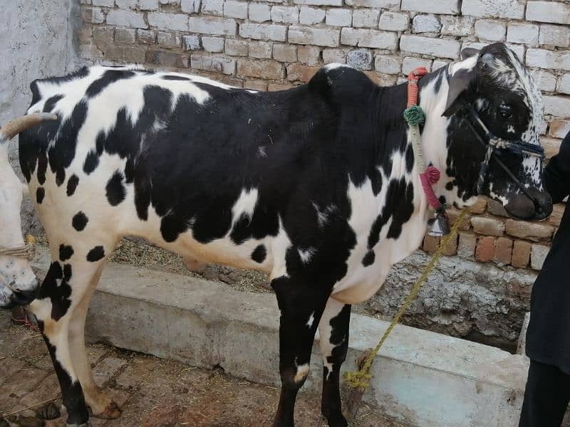 Fateh Jangi Running Bull 4 sale. Contact /WhatsApp 03466101374 3