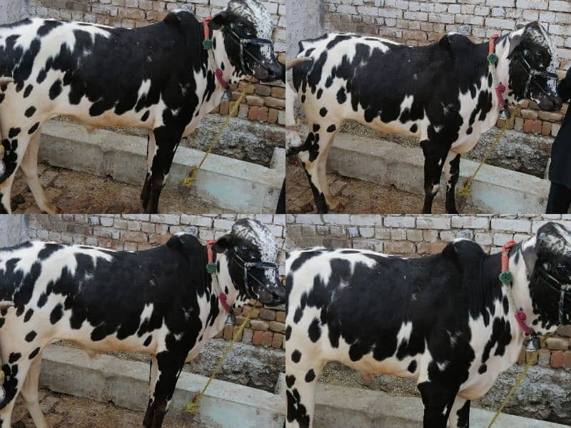 Fateh Jangi Running Bull 4 sale. Contact /WhatsApp 03466101374 4