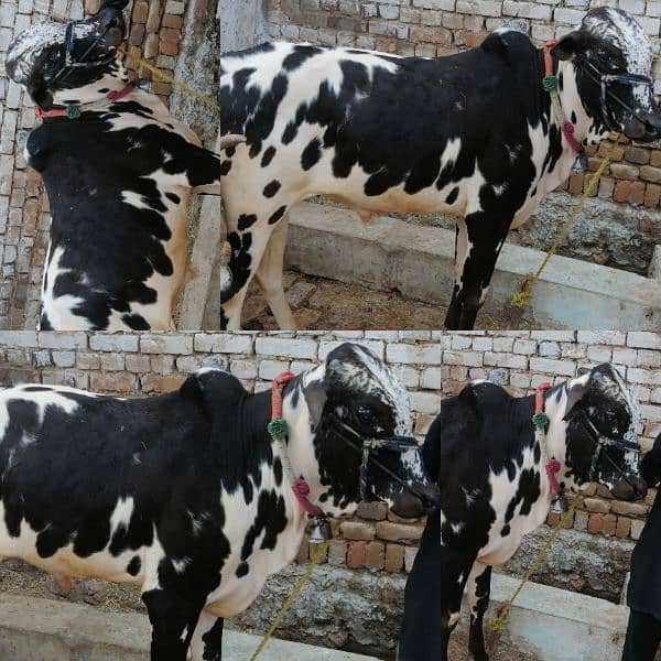 Fateh Jangi Running Bull 4 sale. Contact /WhatsApp 03466101374 5