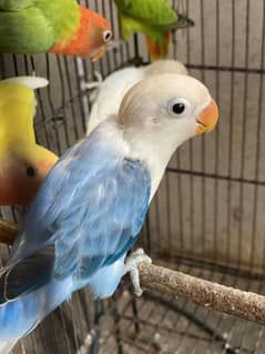 Love Birds colony upto for sale