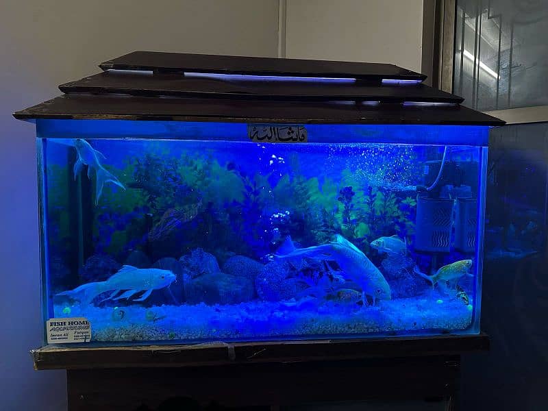 Fish Aquarium for Sale in Suitable Condition 4