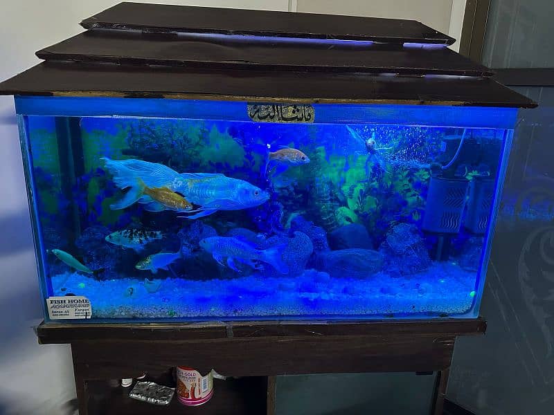 Fish Aquarium for Sale in Suitable Condition 5