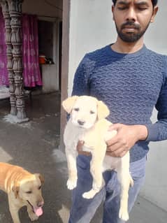 Labrador female available