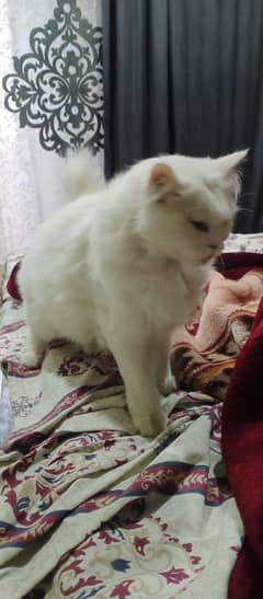 Persian Cat