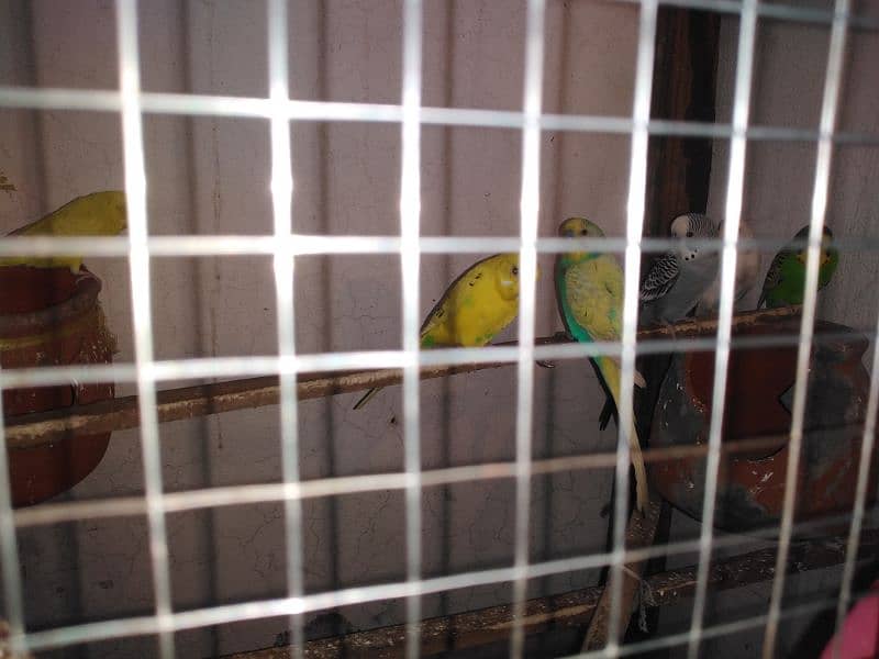 Australian bajrei parrot bridal pair 0