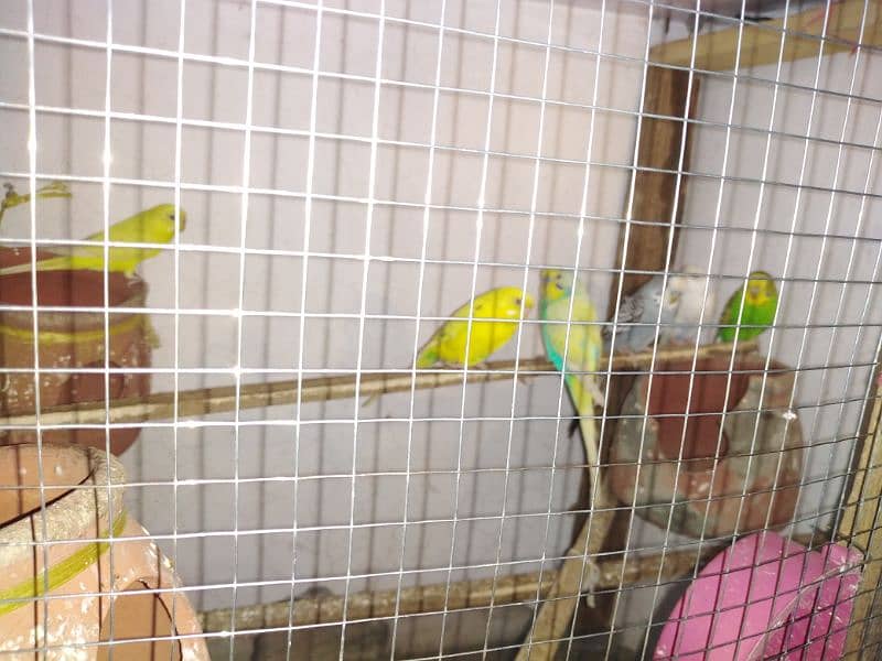 Australian bajrei parrot bridal pair 1