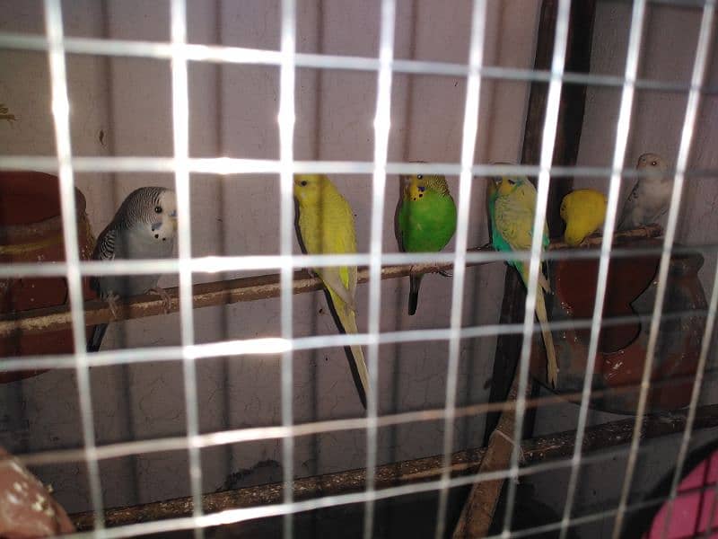 Australian bajrei parrot bridal pair 2