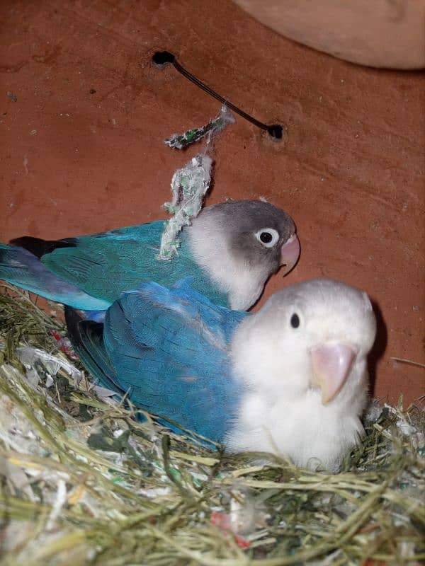 Love Birds Breeder Pairs For Sale in Sargodha 0