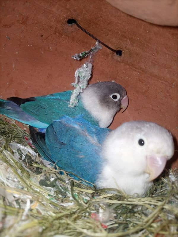 Love Birds Breeder Pairs For Sale in Sargodha 1