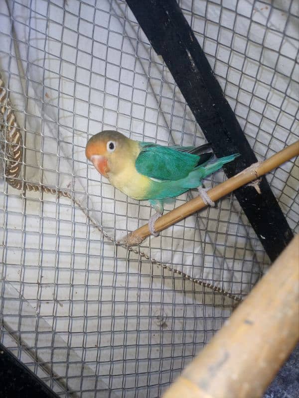 Love Birds Breeder Pairs For Sale in Sargodha 2