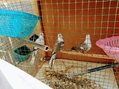 Diamond pide doves for sale