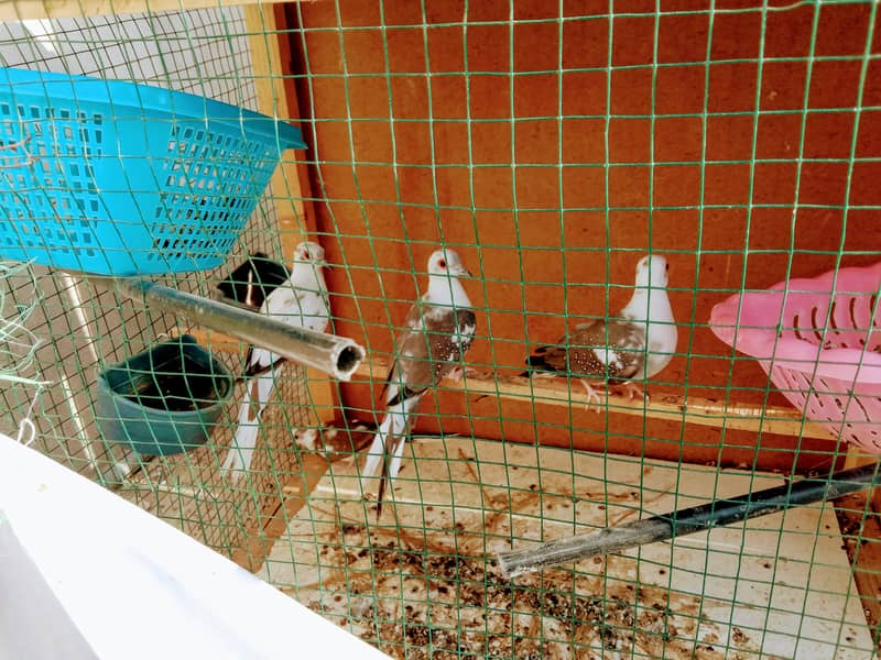 Diamond pide doves for sale 0