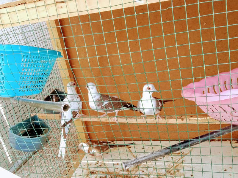 Diamond pide doves for sale 1