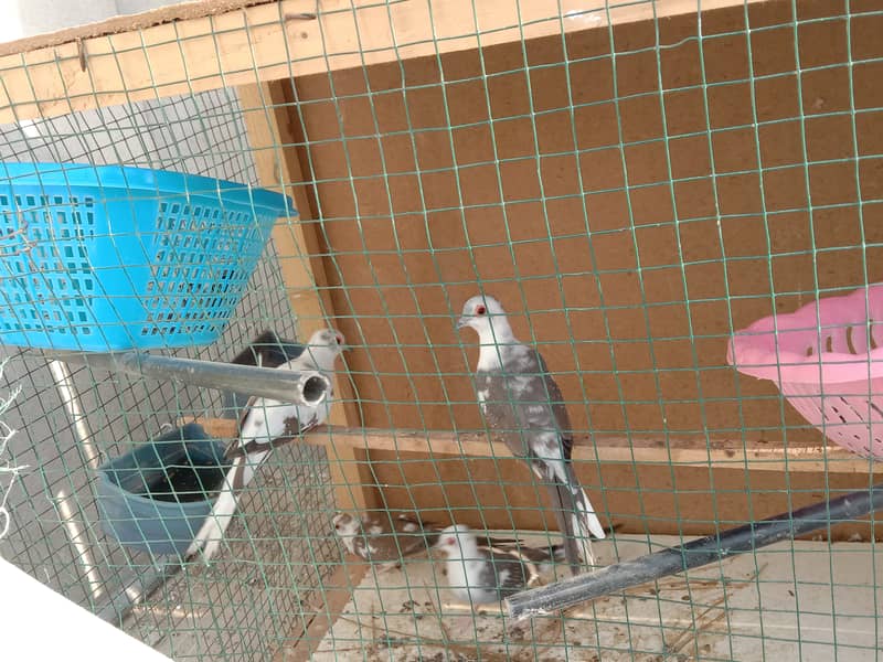 Diamond pide doves for sale 2