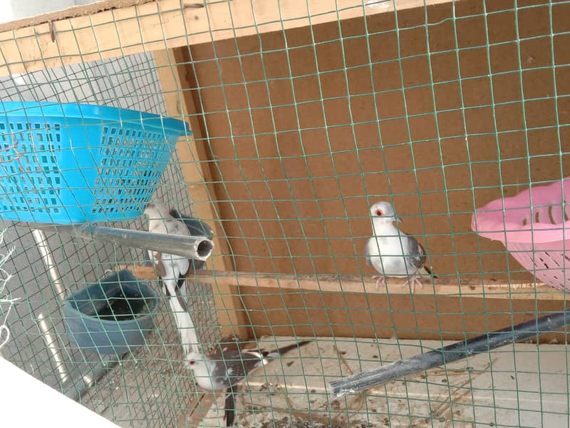 Diamond pide doves for sale 3