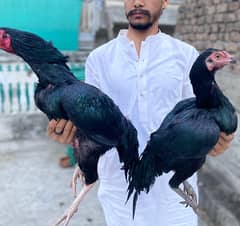 Shamo Pair | King Shamo | Shamo Black | Available For Sale