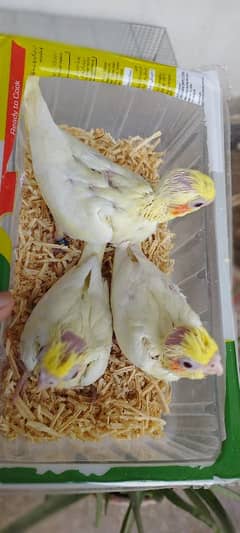 Cockatail babies for handtamed