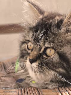 Persian Cat(FEMALE) VACCINATED