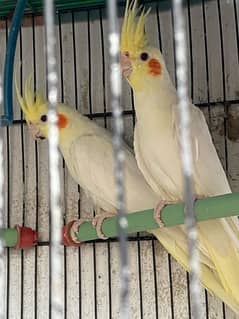 COCKATIEL